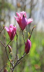 Pink magnolia flowers on a blurred background