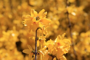 Yellow forsythia flowers on a blurred background