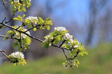An apple tree branch with white flowers in spring against the sky
