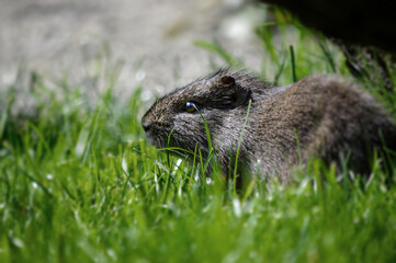 Wild guinea pig in free nature garden.