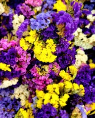 yellow and purple flowers