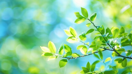 Summer background of blue and green, blurred foilage and sky with bright bokeh. Blurry abstract summer background. Natural green leaves using as cover page greenery environment ecology background