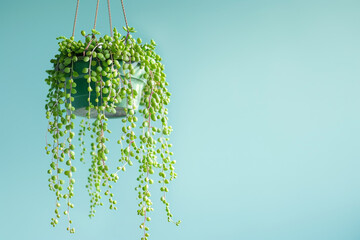 A green plant is hanging from a green pot