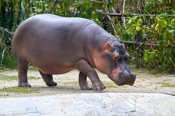 Majestic Hippopotamus: Capturing the Beauty of Wildlife in Captivity