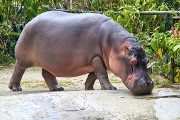 Majestic Hippopotamus: Capturing the Beauty of Wildlife in Captivity