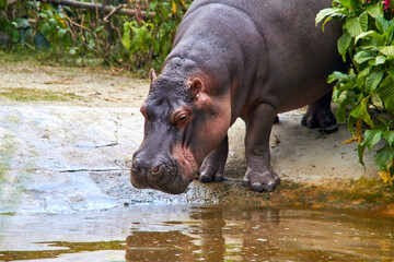 Captive Behemoths: Hippos in their Enclosed Habitat