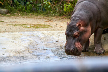 Captive Behemoths: Hippos in their Enclosed Habitat