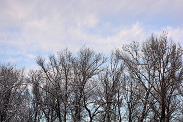 Beautiful and colorful winter weather, trees, green fir trees and bushes stand in white snow Beautiful and pleasant park near the Dnipro River, city of Dnipro, country Ukraine.