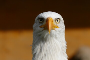 Weißkopfseeadler Wisentgehege Springe