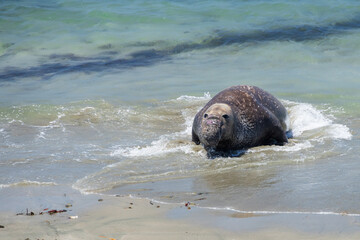 Naklejka premium Northern Elephant seals laying on a sand beach