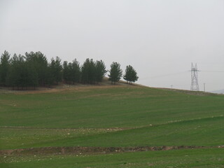 Grass land in Iran 