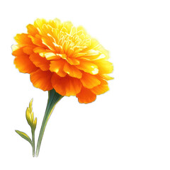 flower sunlit essence yellow flower watercolor on transparent background