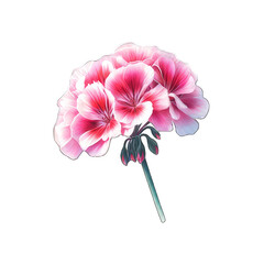 Geranium flower, pink flower, watercolor on transparent background