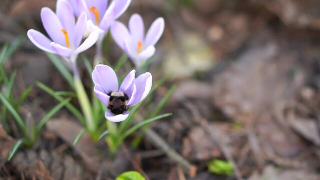 a large bumblebee on a crocus flower of delicate lilac color against the background of snowdrop inflorescences in a flower bed among fallen last year's foliage and cones in early spring 