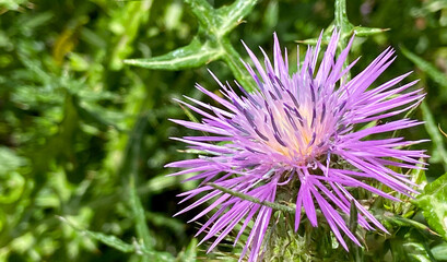 Pink thorny flower of Boar Thistle or Galactites tomentosus close up.Selective focus.