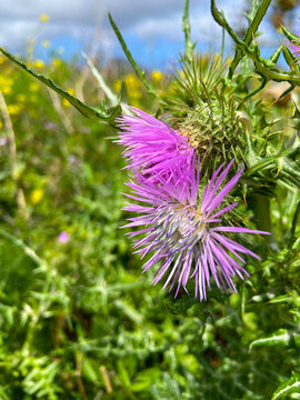 Pink thorny flower of Boar Thistle or Galactites tomentosus close up.Selective focus.