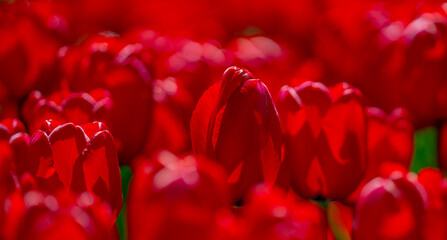 Red beautiful tulips field in spring time. Close up tulip flowers background. Colorful tulip flowering in the garden at sunny summer or spring day. Selective soft focus.