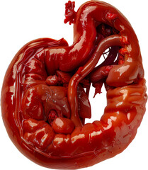 Realistic human spleen gastrointestinal tract model cut out on transparent background - obrazy, fototapety, plakaty