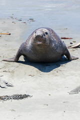 Northern Elephant seals laying on a sand beach