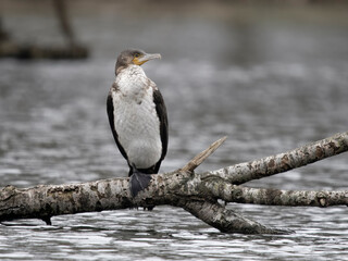 Great cormorant, Phalacrocorax carbo