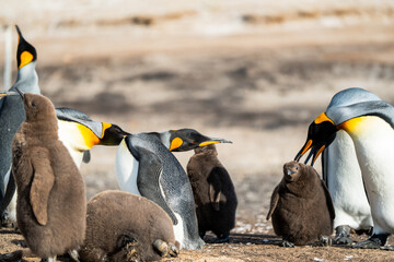 Gentoo penguins in Falkland Islands along the beach with ocean backdrop 