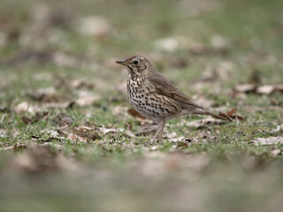 Fototapeta premium Song thrush, Turdus philomelos