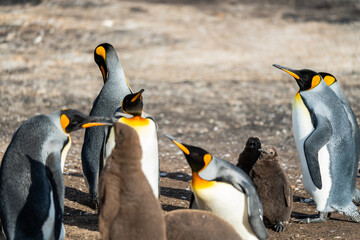 King penguin colony in the Falkland Islands 
