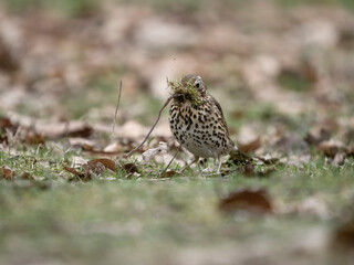 Song thrush, Turdus philomelos