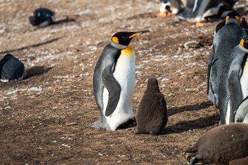 King penguin colony in the Falkland Islands 