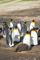 King penguin colony in the Falkland Islands 