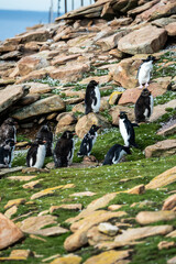 Rockhopper penguins sleeping on clifftop of Falkland island
