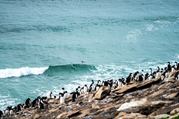 Rockhopper penguins sleeping on clifftop of Falkland island