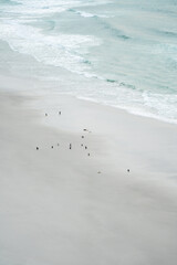Gentoo penguins in Falkland Islands along the beach with ocean backdrop 