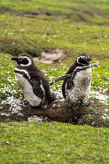 Magellanic penguins in the Falkland Islands