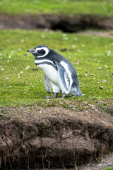 Obraz premium Magellanic penguins in the Falkland Islands