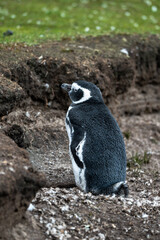 Naklejka premium Magellanic penguins in the Falkland Islands