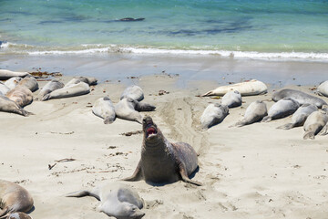 Northern elephant seals laying on a sand beach