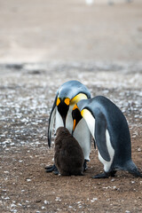 King penguin with baby chick
