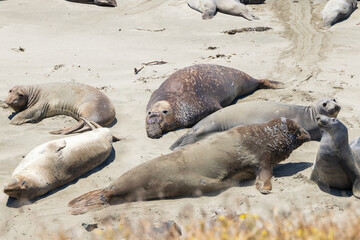Northern elephant seals laying on a sand beach