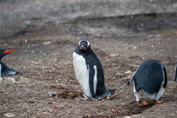 Naklejka premium Gentoo penguins in Falkland Islands along the beach with ocean backdrop 