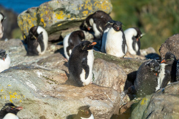 Rockhopper penguin colony in Falkland Islands © Michael