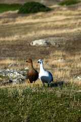 Birds on Falkland Islands