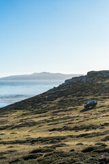 Classic Range Rover Defender driving through the countryside of Falkland Islands