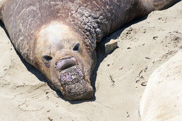 Elephant seal face close-up