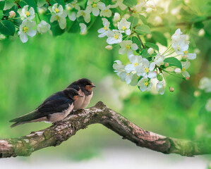 two barn swallow bird chicks sit in a spring sunny garden among flowering tree branches