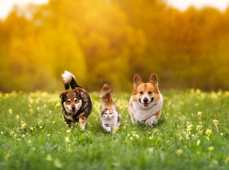 cute furry friends, two dogs and a cat run together through a green meadow on a sunny spring day - 772541672