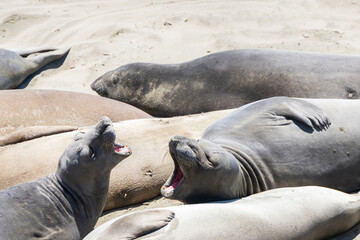 Elephant seals roaring on a sand beach