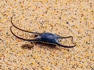 Mermaid’s Purse washed up on a beach. These are egg cases of skates and rays