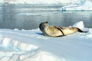 A predatory seal called a leopard seal resting on an ice floe in Antarctica