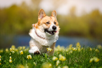 cute corgi dog running through a green meadow on a sunny spring day